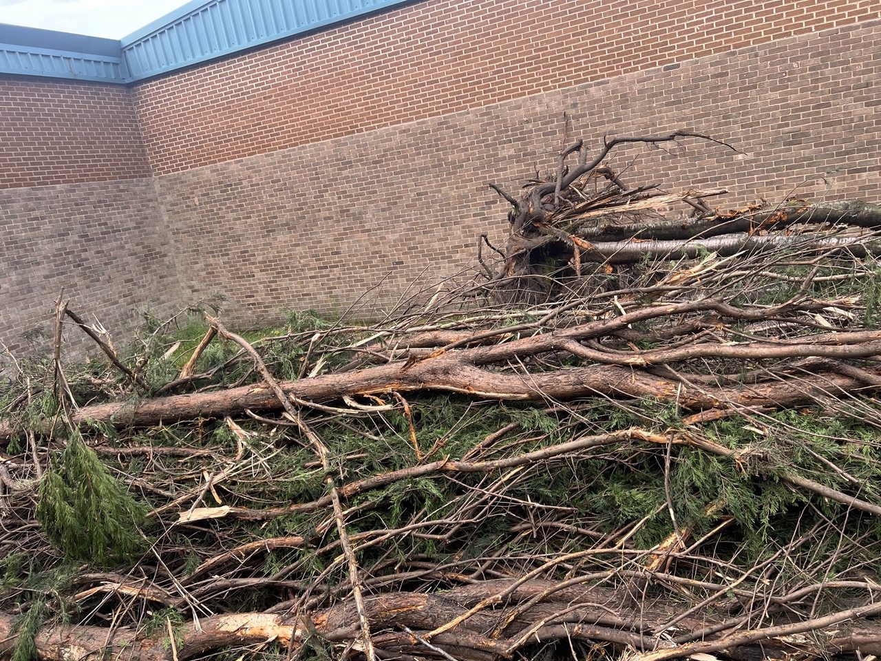 Felled trees and green waste, including root balls, stacked against a building before removal from site