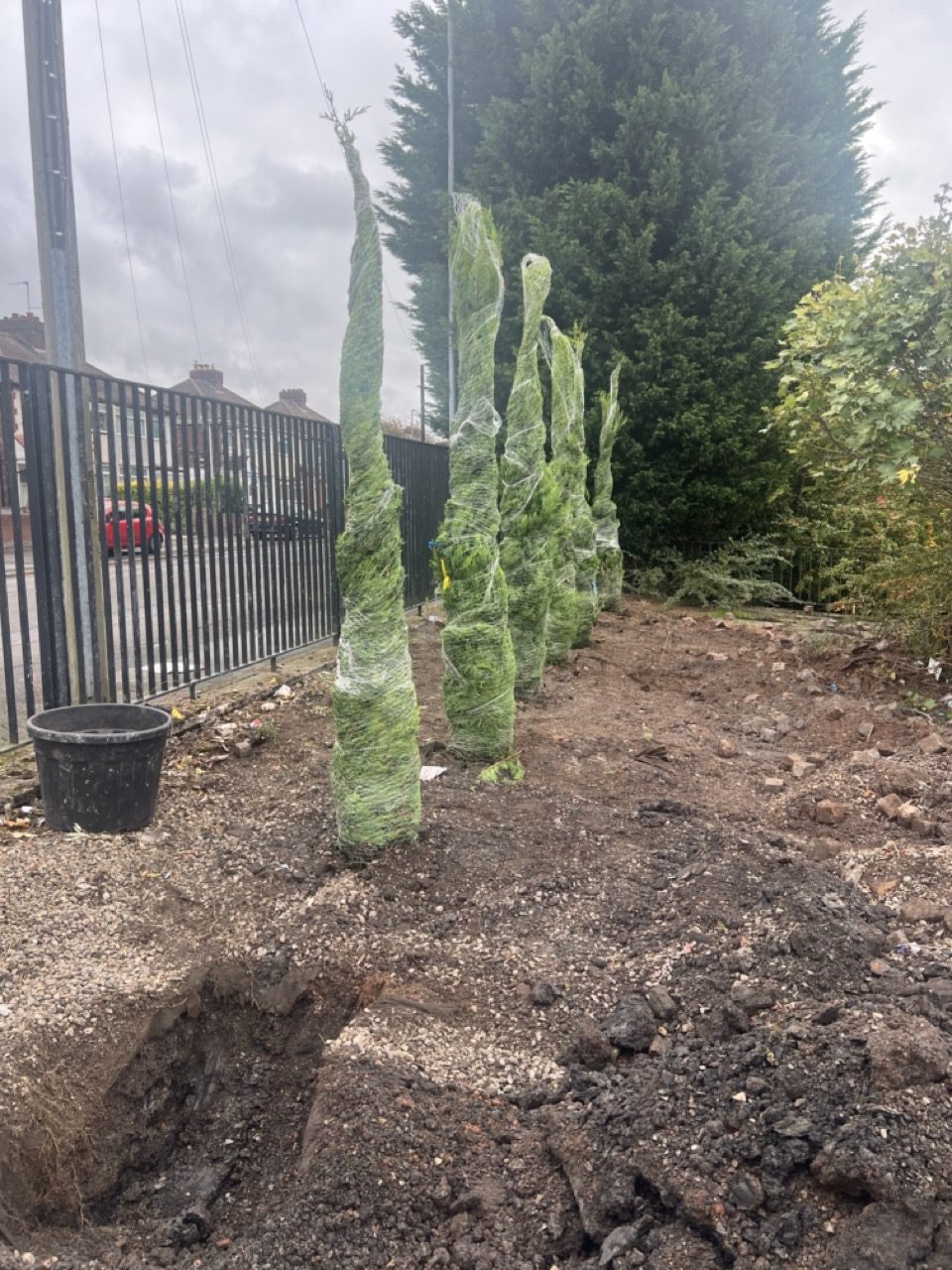 Newly planted conifer screening along the boundary fence of a Wolverhampton site